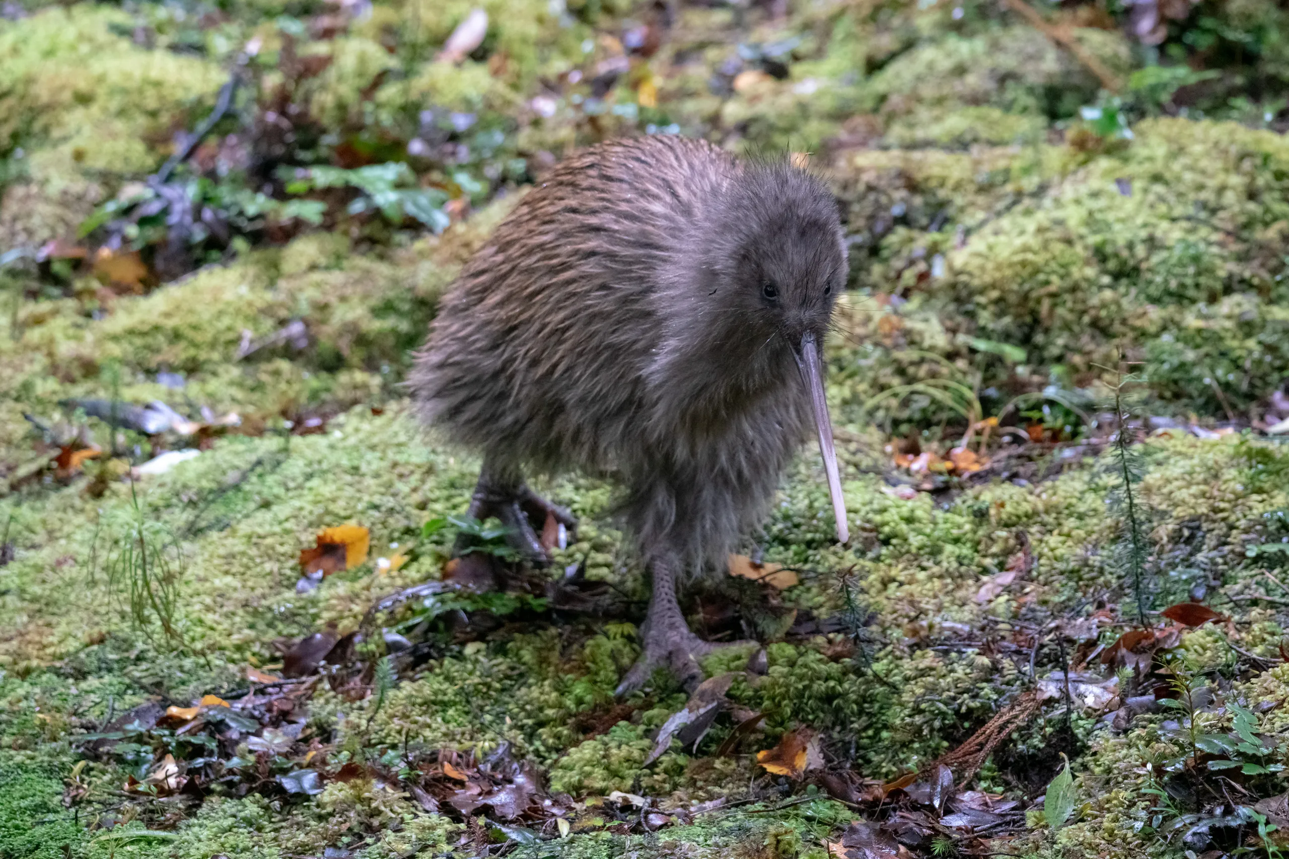 Stewart Island kiwi / tokoeka on the track shortly before the Ruggedy Mountain saddle crossing