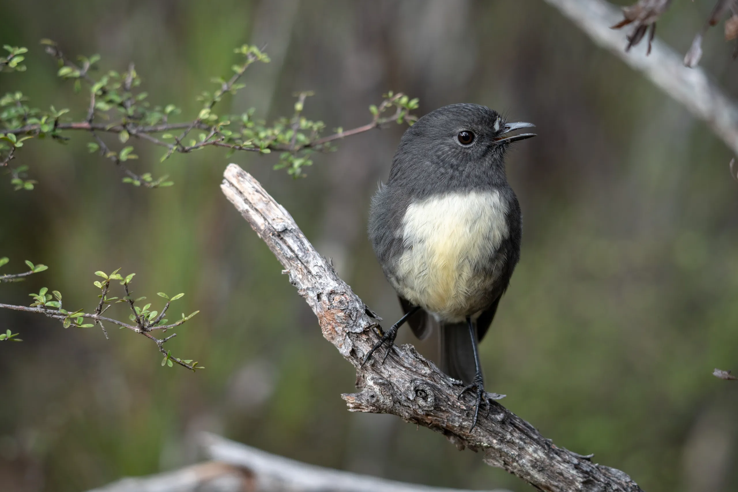 Friendly and vocal Stewart Island Robin near Freshwater Hut