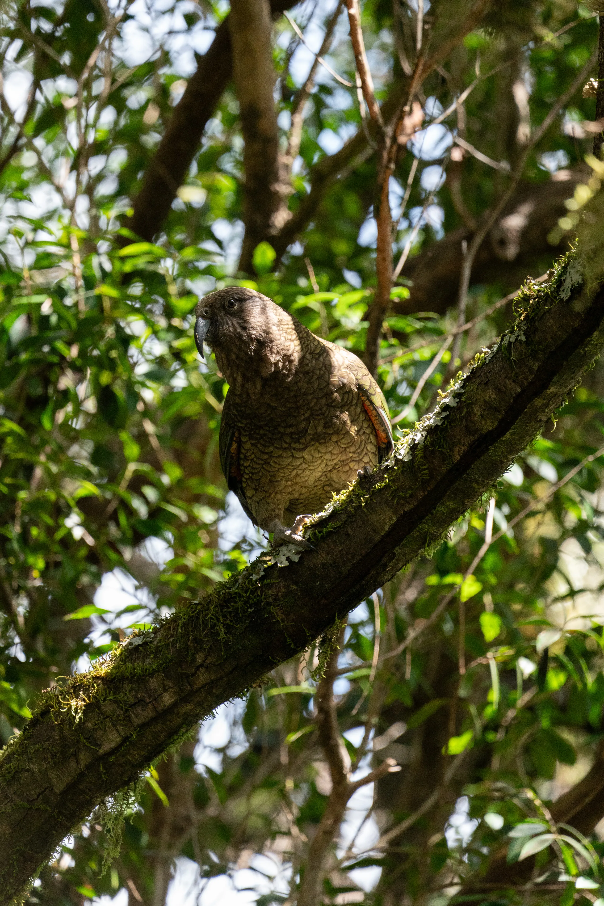 We encountered a pair of kea on the high section of track between Scotties Beach and Barrowman Flat