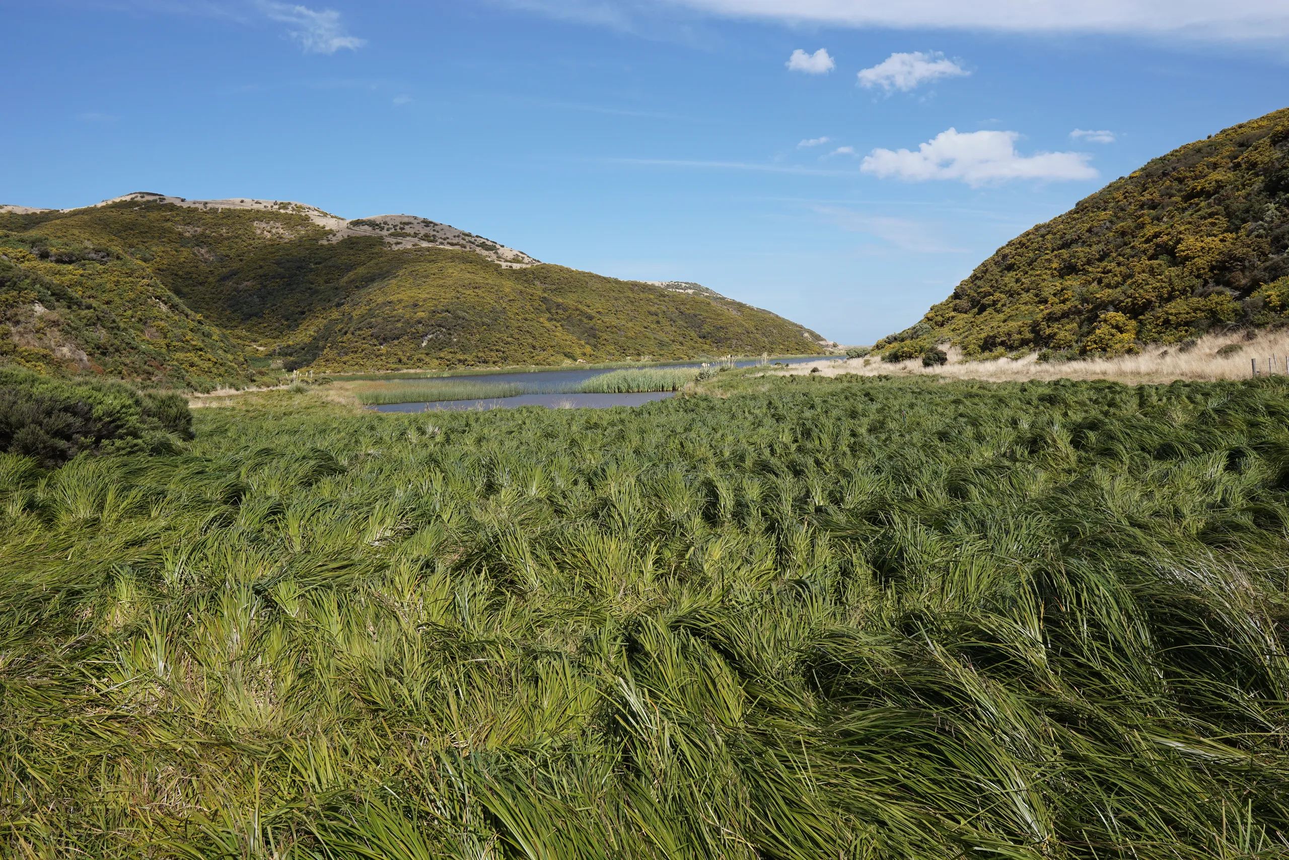 Reeds of Lake Kohangapiripiri