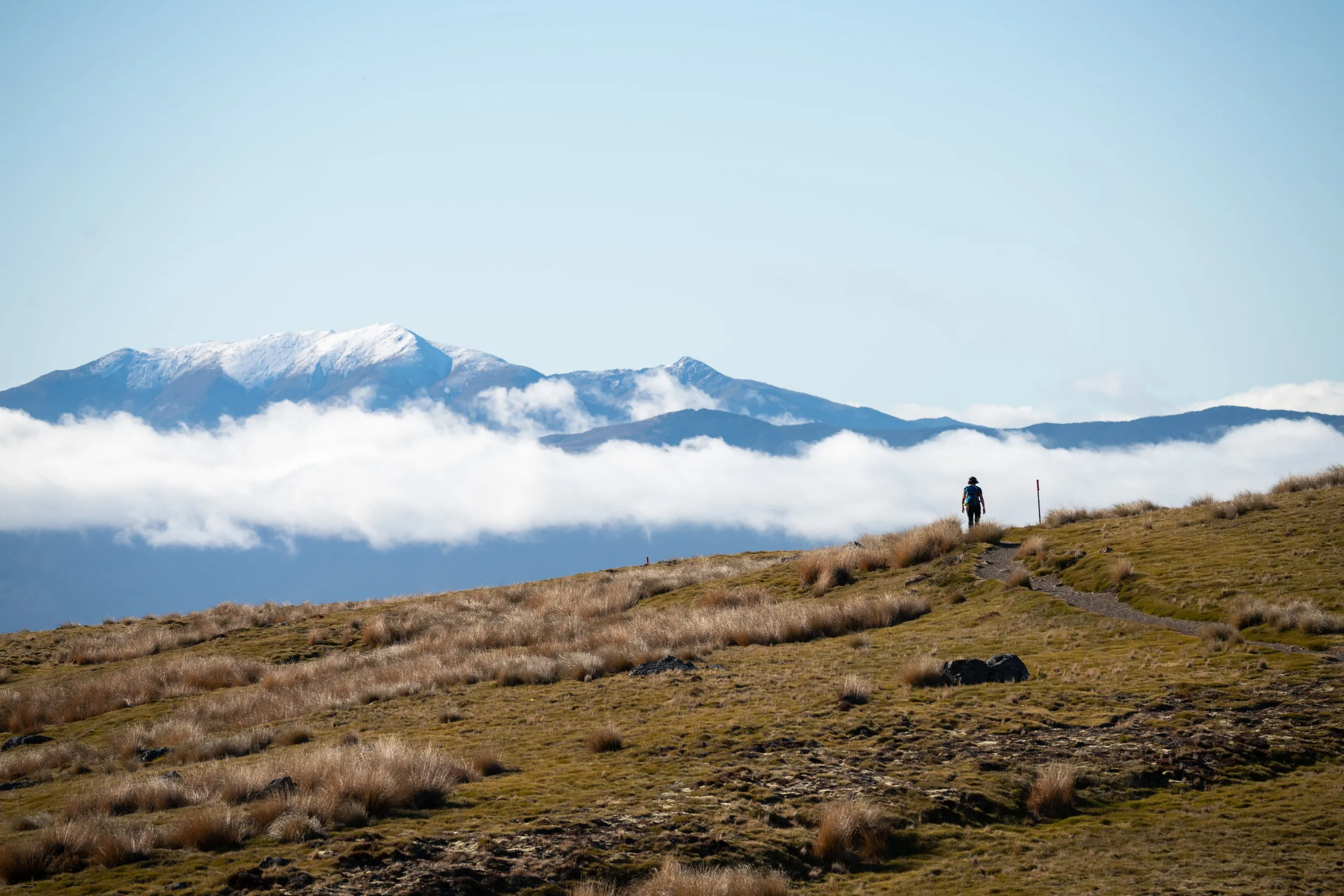 A walker crests the hill near Bushedge Shelter, about to tackle the steep downhill of Pinchgut Track