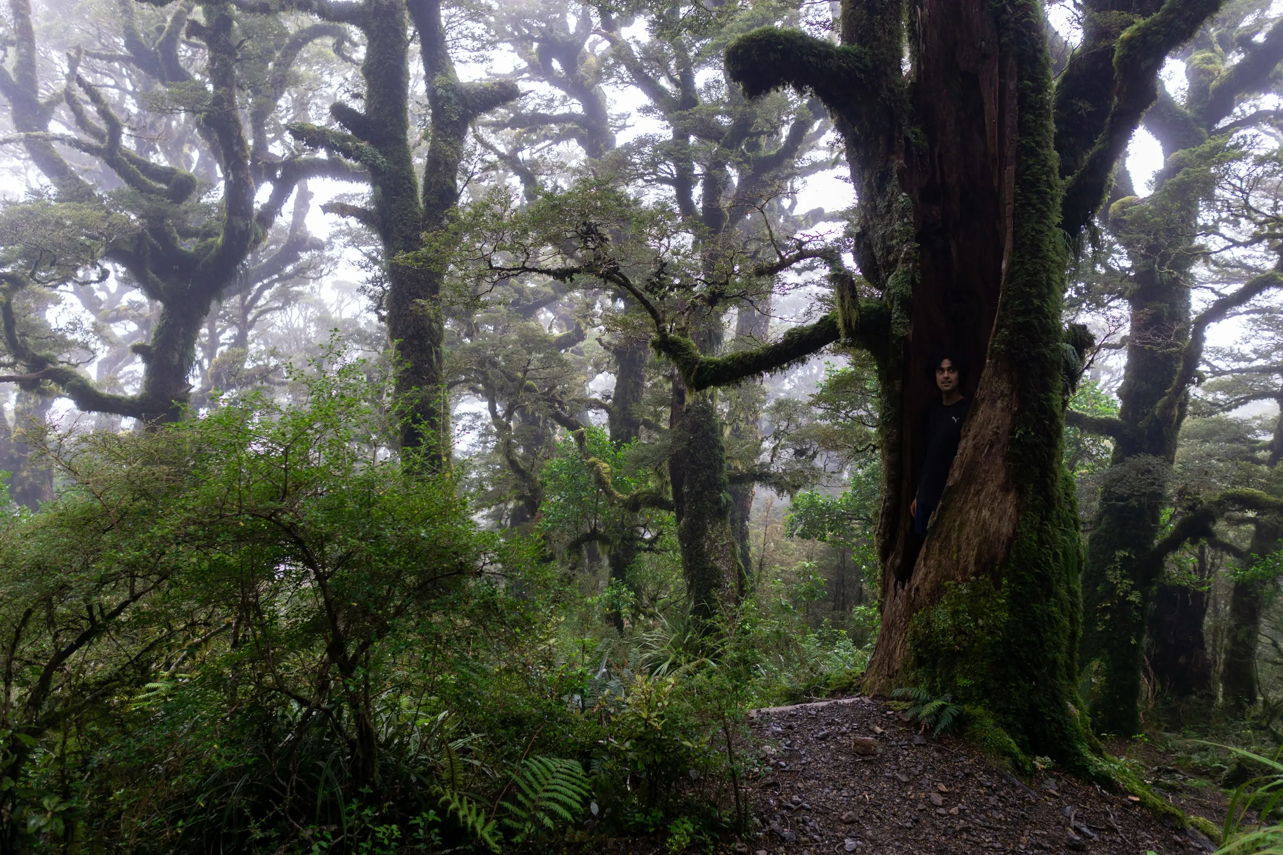 The second half of the first day walk looked something like this: thick low cloud and lots of spooky trees. Here I'm hiding in one.