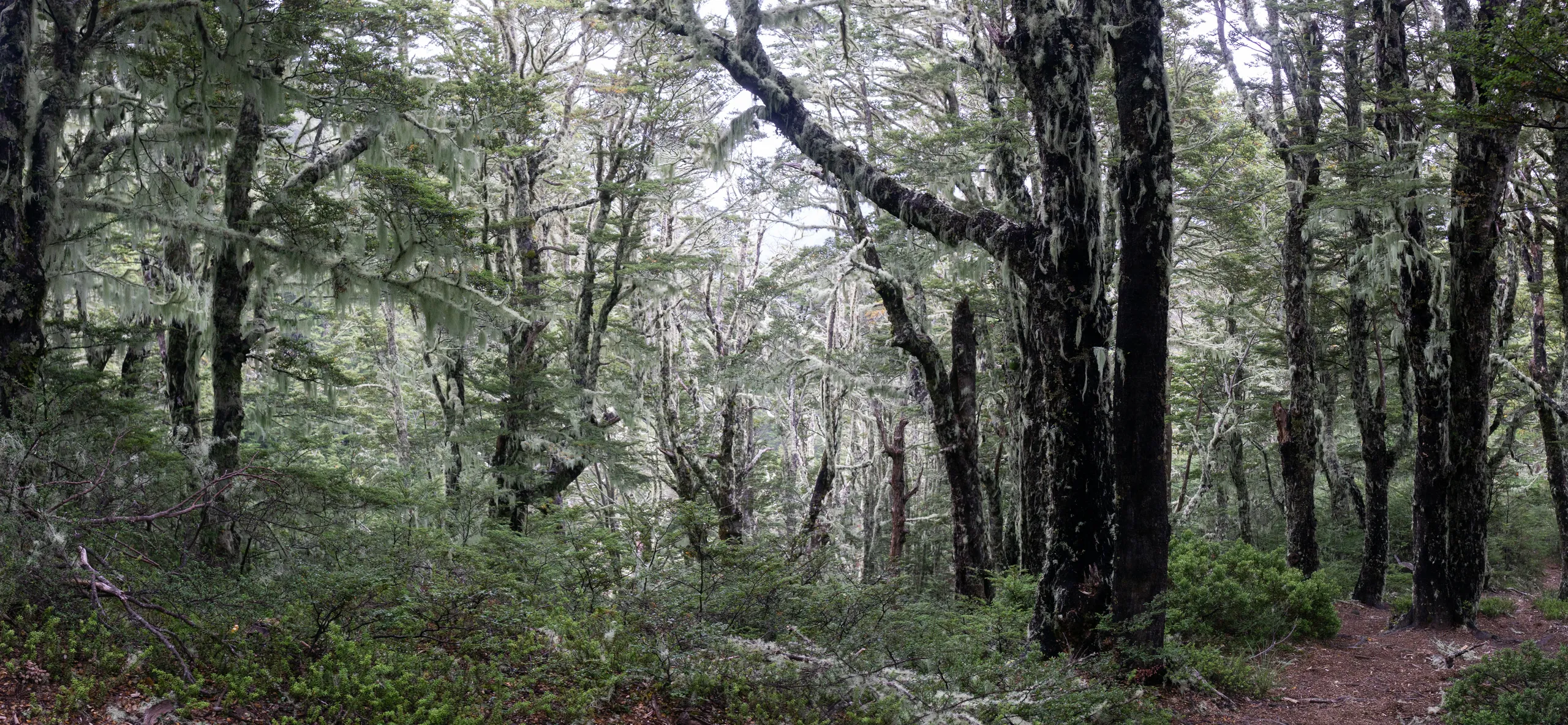 Just over Cass Saddle, the beech was covered in this mossy stuff - quite atmospheric in combination with the low cloud