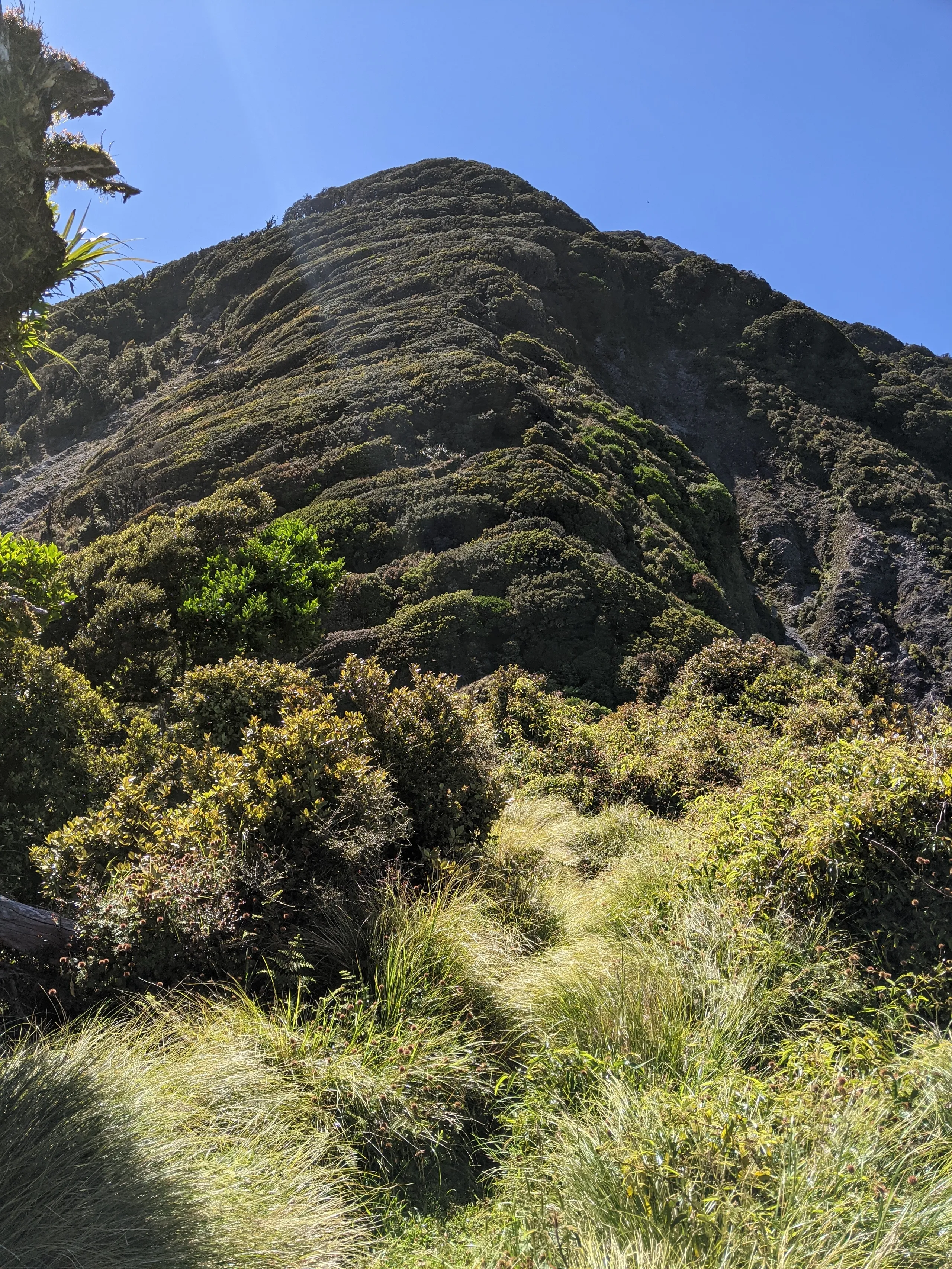 The clearing 100m beyond the South Saddle turnoff. The last steep section heads up this spur but there's a fair bit more walking beyond to get to the summit.