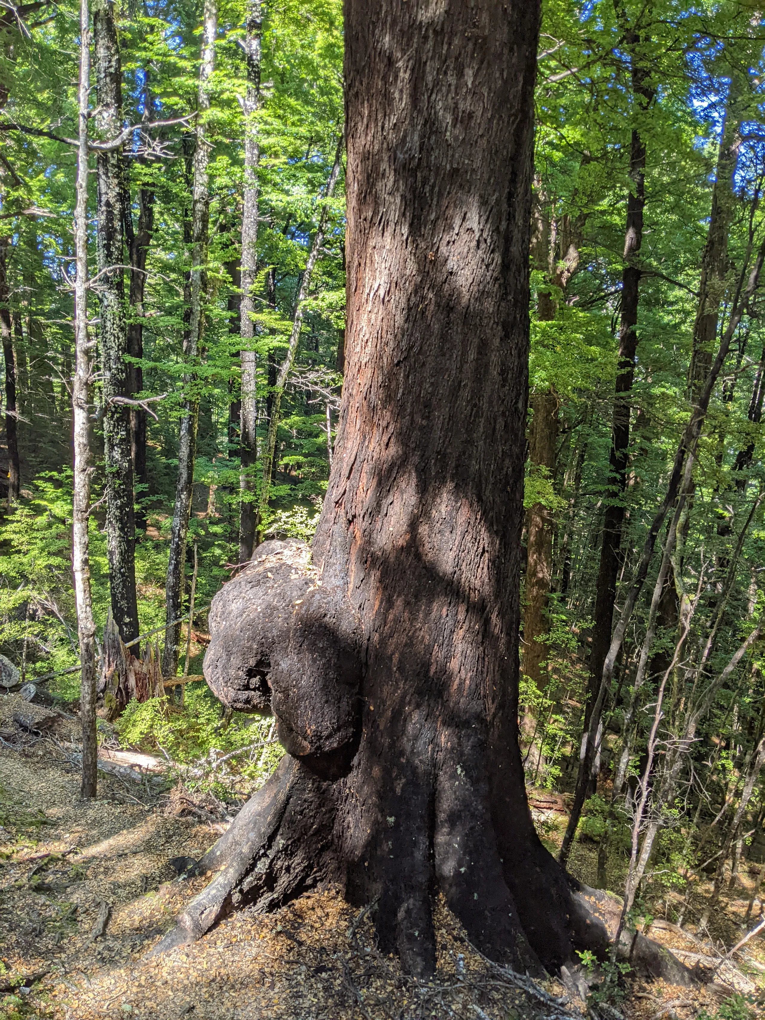 Dense beech forest somewhere near Casey Saddle, including this large trunk with something resembling a tumour