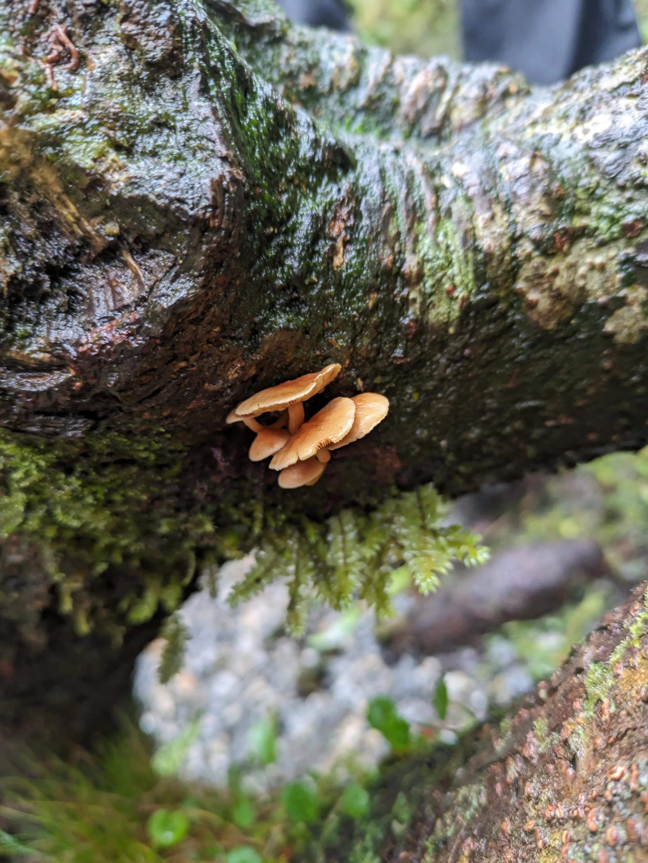 Mushroom, possibly Armillaria novae-zelandiae